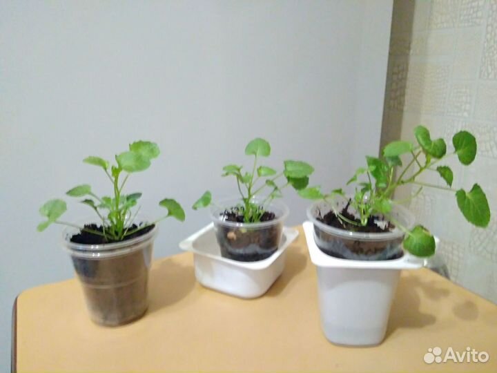 Кампанулу махровая невеста