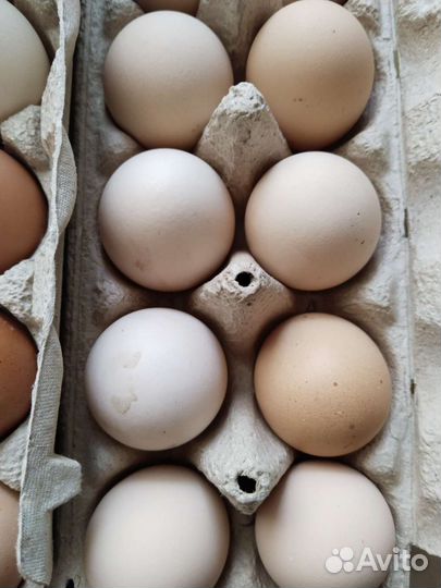 Инкубационное яйцо