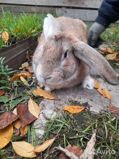 Крол 7 месяцев