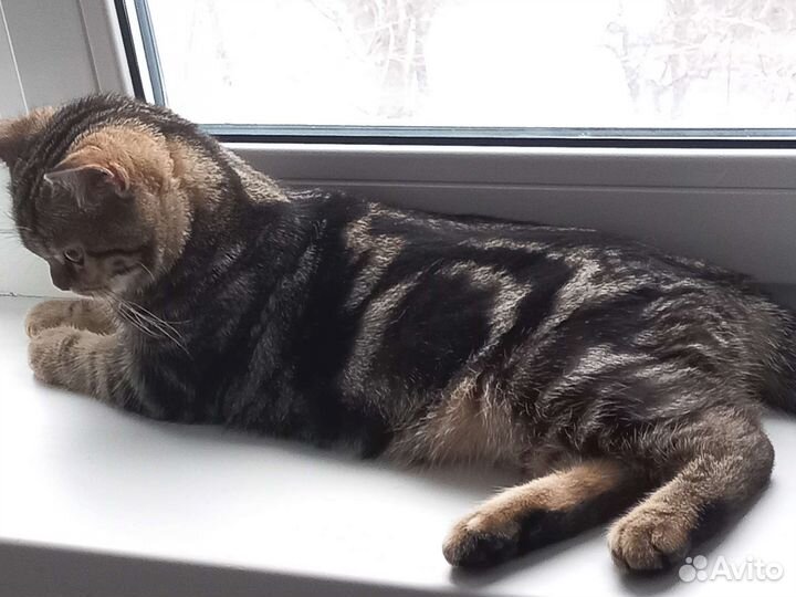 Шотландский кот вязка