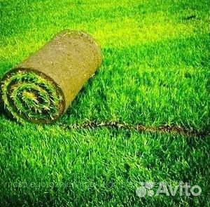 Газон рулонный