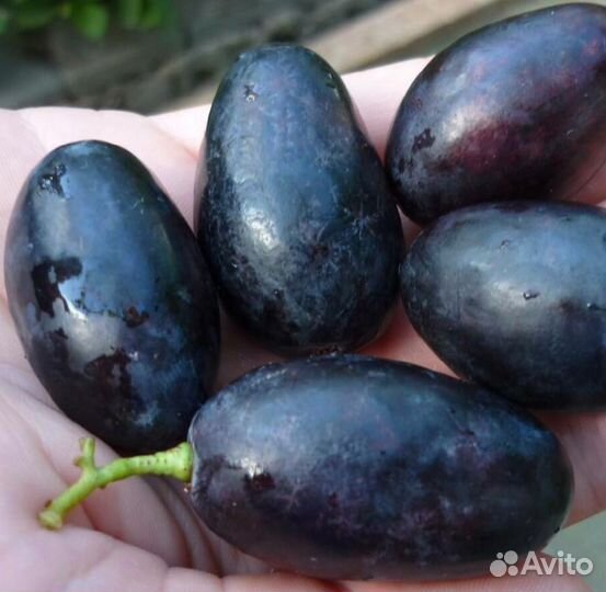 Саженцы Винограда Велика