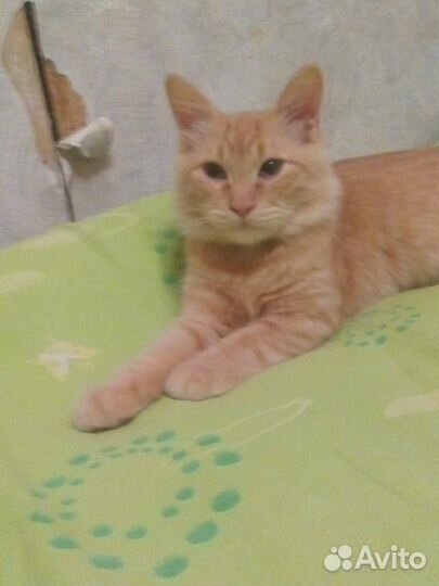 Кошка и кот