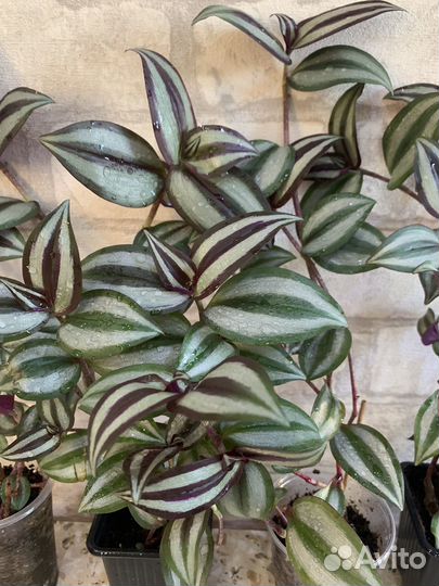 Традесканция зебрина