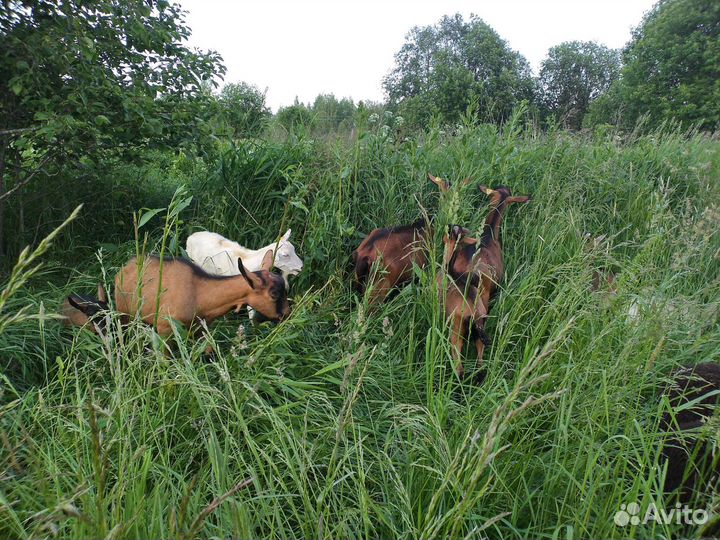 Козье молоко, творог, сыр, домашнее яйцо