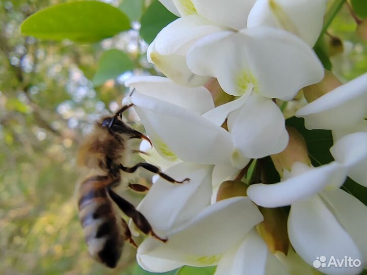 Мед белая акация