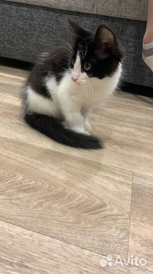 Спасенный с дерева котенок ищет дом