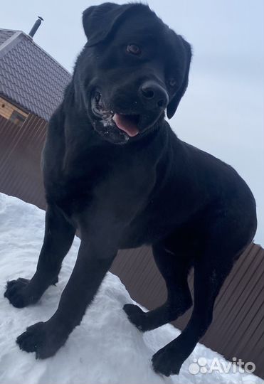 Кобель лабрадора Вязка