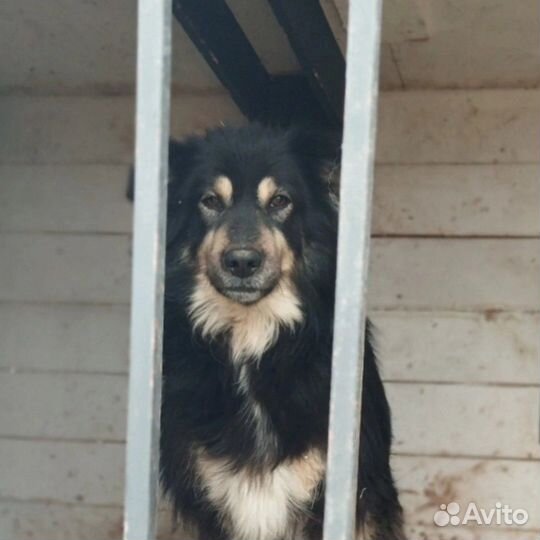 Собака ищет друга