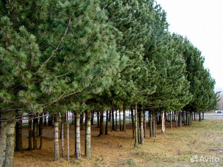 Сосна, морозостойкие виды, семена