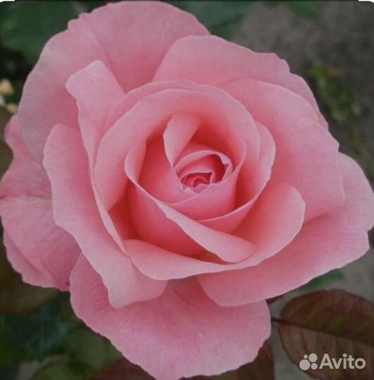 Саженцы роз