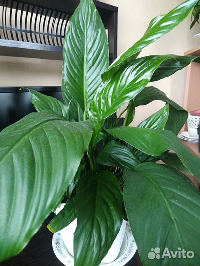 Спатифиллум