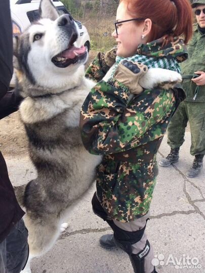 Выгульщик собак/догситтер
