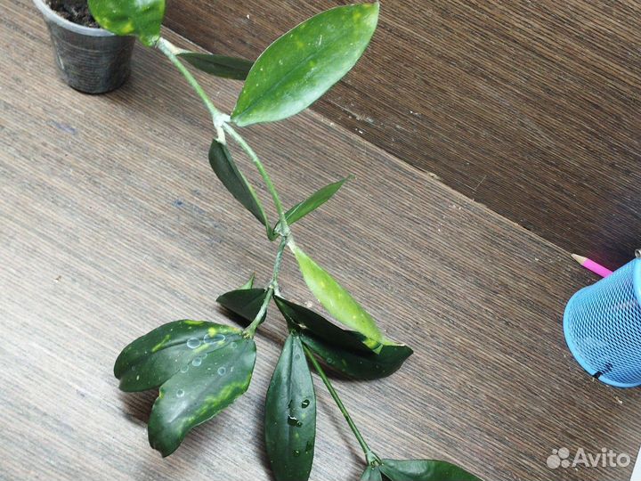 Хойи черенки 1