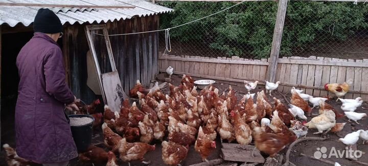 Домашние куриные яйца