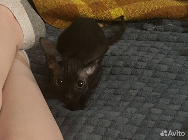 Сфинкс велюр