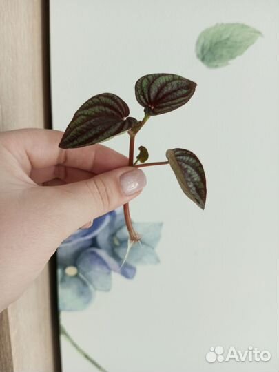 Пеперомия пикколо банда