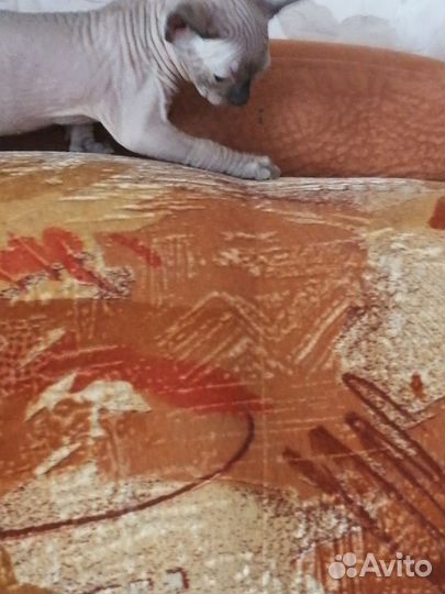 Канадский сфинкс