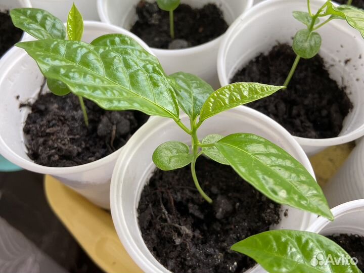 Саженцы маракуйя