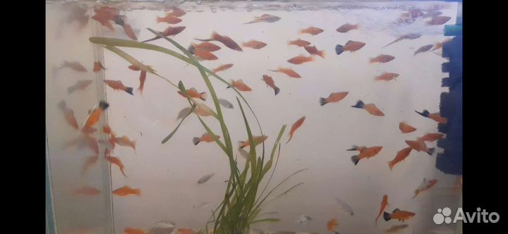 Аквариумные рыбки. Цыхлиды. Меченосцы, малинезии