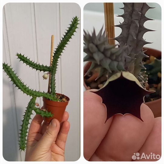 Молодые кактусы и суккуленты -1