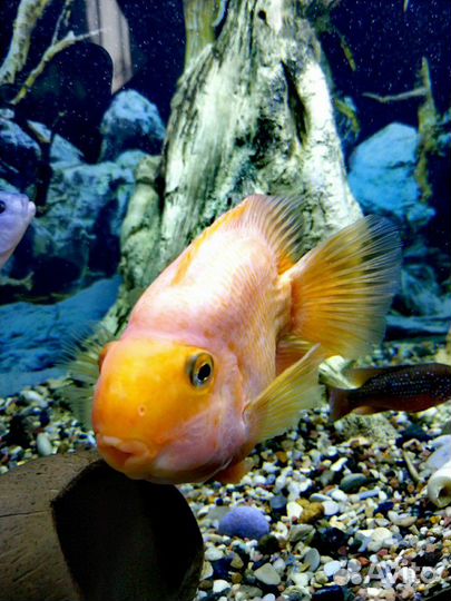 Цихлида попугай