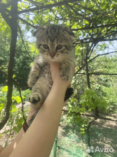 Кошка британка