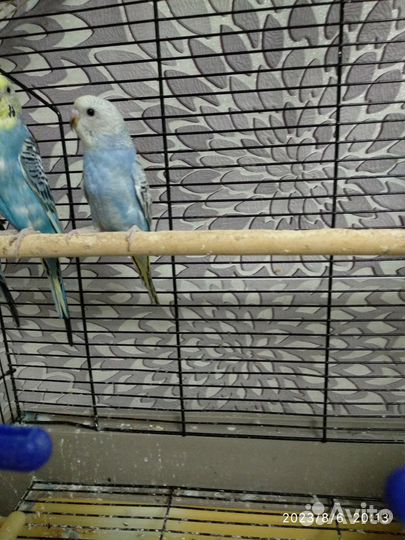 Птенец волнистого попугая