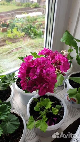 Пеларгония герань сортовая