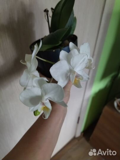 Орхидея фаленопсис белая