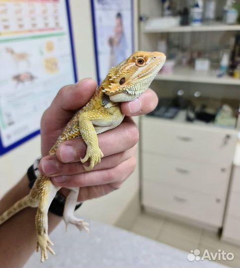 Герпетолог репиилий: осмотр, онлайн консультация