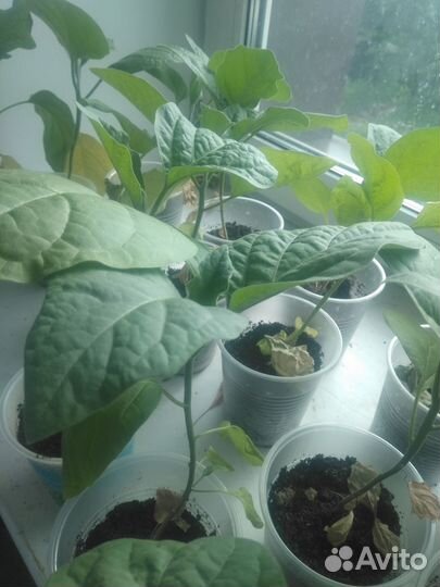 Продам рассаду помидор, перцев, баклажан