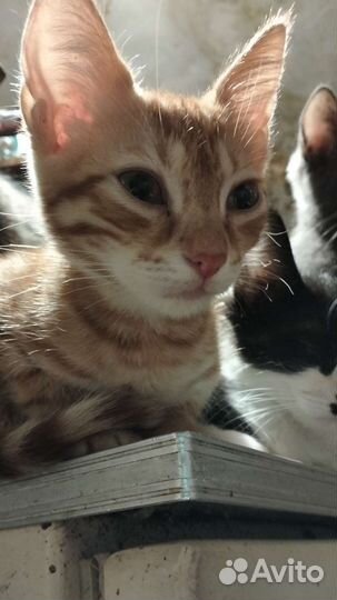 Котята в добрые руки им 5 месяцев