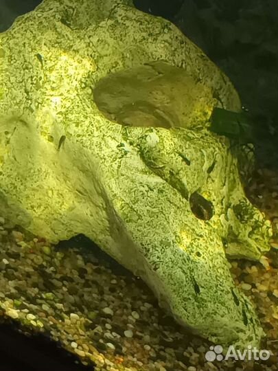 Сомики анциструсы