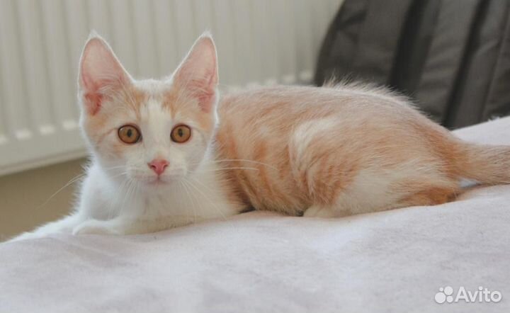 Котенок в добрые руки