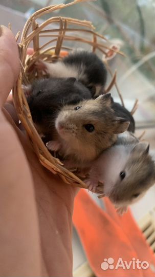 Кемпбелла хомячок