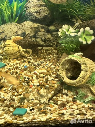 Сомики анциструсы мальки