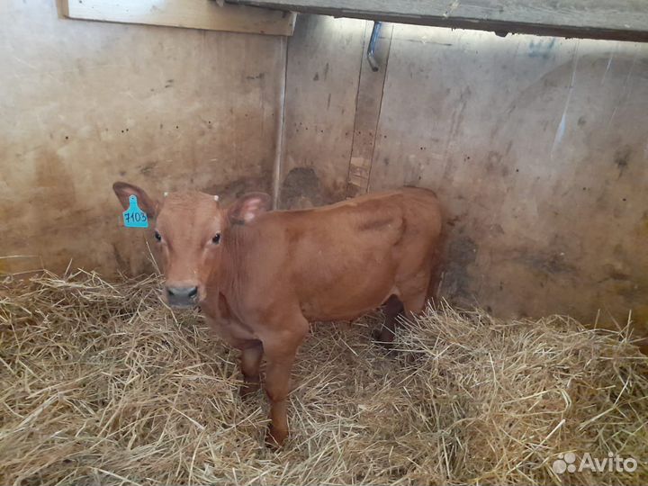 Телята бычки