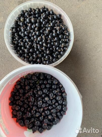 Красная и черная смородина