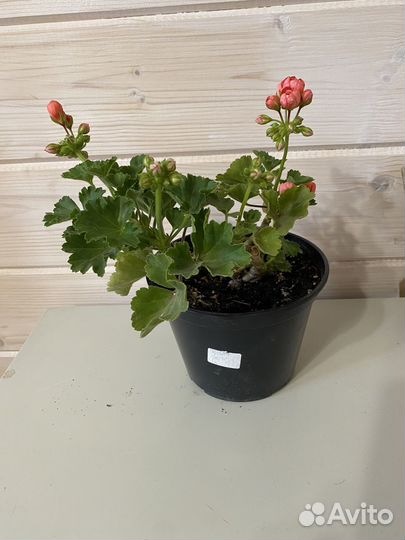 Тюльпановидная пеларгония (герань)