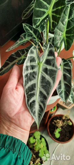 Алоказия полли