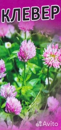 Клевер ромашка и другие засушенные травы 2023