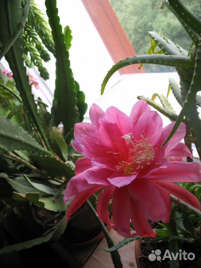 Селеницереус гибридный редкий розовый