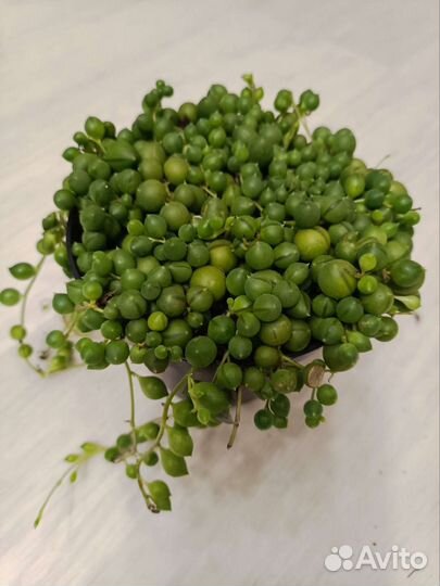 Крестовник Роули (Сенецио)