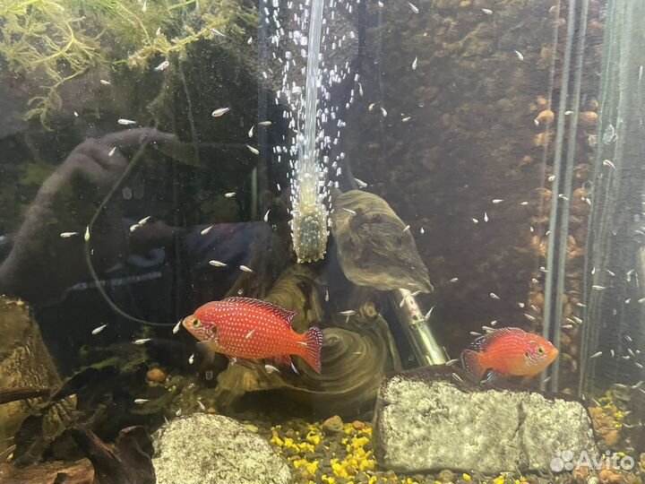 Хромис красавец