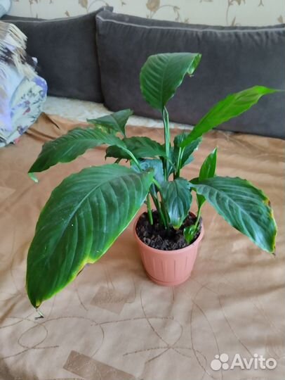 Спатифиллум