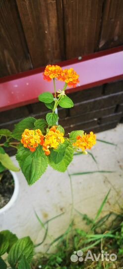 Лантана, олеандр