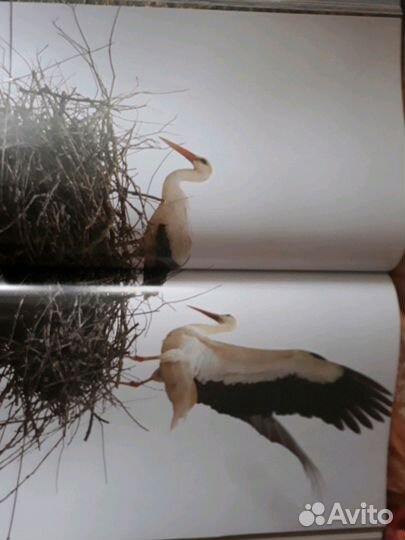 Книга Охотничьи просторы том 2. Орловское полесье