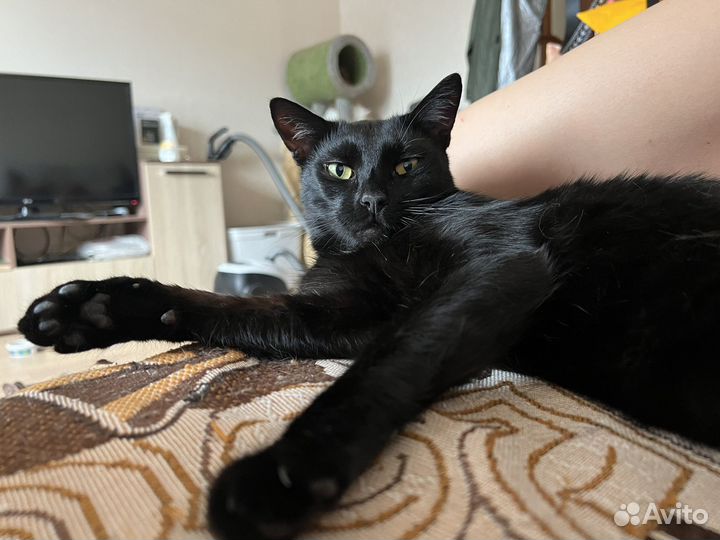Кот черный и большой в добрые руки дар бесплатно