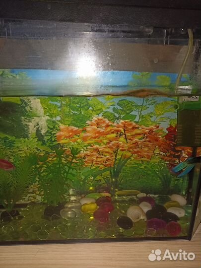 Аквариум